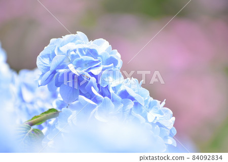 Rainy season flower, hydrangea Rainy season flower, hydrangea 84092834
