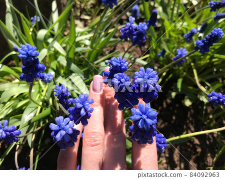 two female hands are stretched out to a long blue flower in the field, a soft blur two female hands are stretched out to a long blue flower in the field, a soft blur 84092963