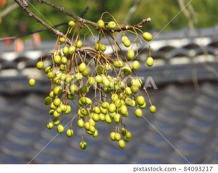 落葉樹“仙丹”果實 84093217