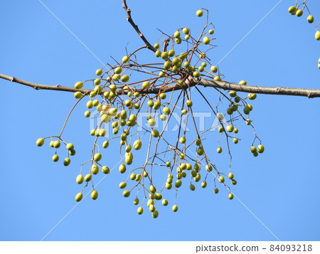 Deciduous tree "Sendan" fruit 84093218
