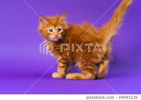 Portrait of male altered kitten of Maine Coon Cat breed of color red classic tabby walking looking back on purple background. Purebred fluffy cat is six weeks old. Side view. Studio shot. 84093226