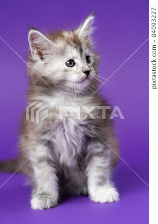 Portrait of cute black silver patched tabby female Maine Coon Cat six weeks old sitting on purple background, looking away. Studio shot. Front view. Concepts and ideas of emotional support animal. 84093227