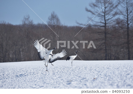 A flock of red-crowned cranes flying to the feeding area (Tsurui, Hokkaido) 84093250