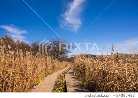 Autumn Kirigamine promenade of Yashimagahara Marsh Autumn Kirigamine promenade of Yashimagahara Marsh 84093488