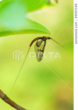 Adult mayfly perched on the back of a leaf Adult mayfly perched on the back of a leaf 84093589