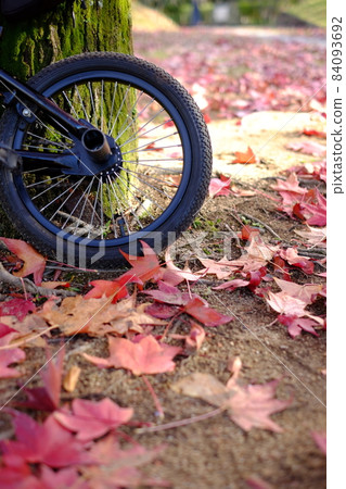 Fallen leaves park 84093692