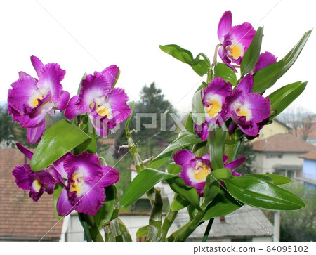the violet orchids on the window with green leaves 84095102