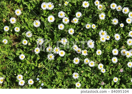 white flowers on the fresh green grass 84095104