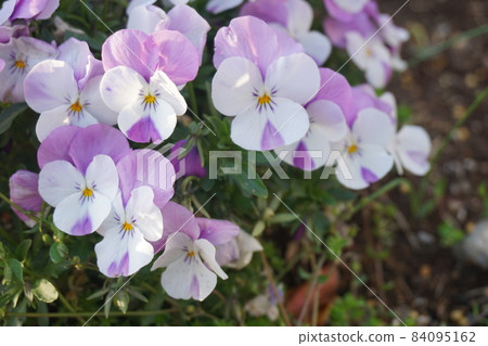 Viola 84095162