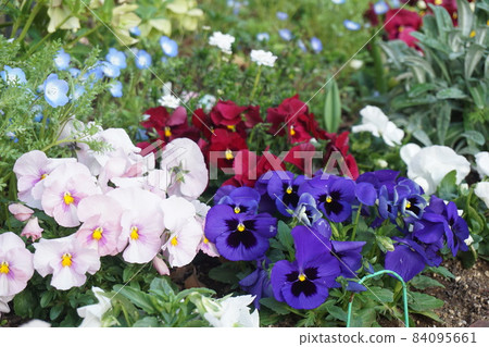 Pansy Pansy 84095661