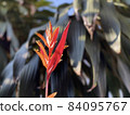 Heliconia against green bush in the background 84095767
