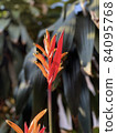 Heliconia against green bush in the background 84095768