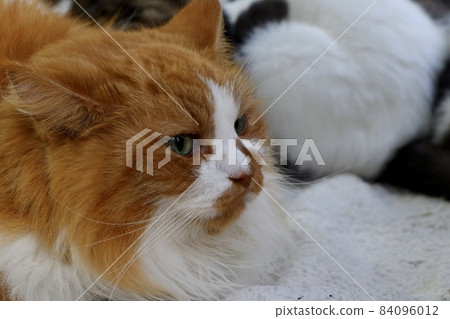 Cat  84096012