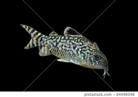 Corydoras Corydoras reticulartus 黑色背景 Corydoras Corydoras reticulartus 黑色背景 84096096