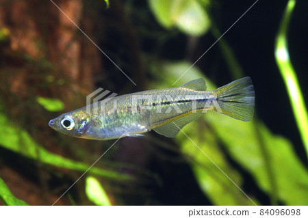Celebes Medaka Aquarium 84096098
