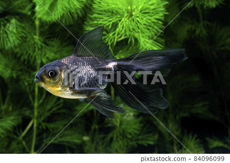 Goldfish Hagoromo 84096099