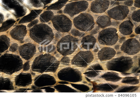 帆鰭 pleco up pleco 幼年鯰魚伴侶圖形材料 帆鰭 pleco up pleco 幼年鯰魚伴侶圖形材料 84096105