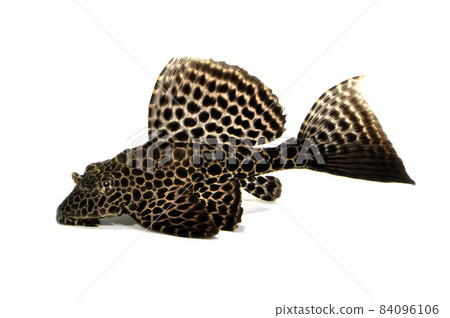 帆鰭 pleco pleco 少年鯰魚伴侶白色背景 帆鰭 pleco pleco 少年鯰魚伴侶白色背景 84096106