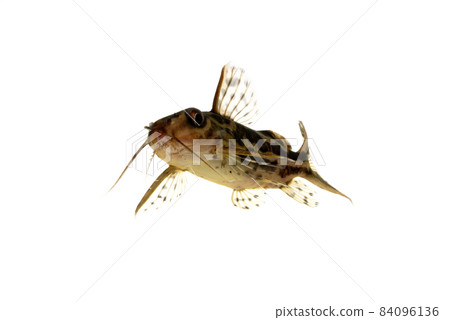 Synodontis Flavita Eniatus 白色背景 Synodontis Flavita Eniatus 白色背景 84096136