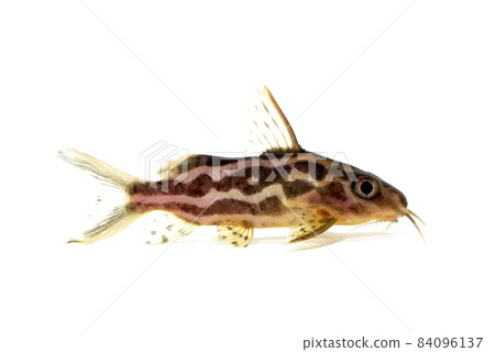 Synodontis Flavita Eniatus white background Synodontis Flavita Eniatus white background 84096137