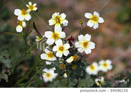 冬季宇宙 84096230