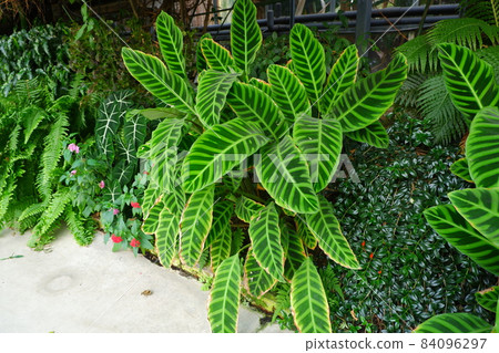 Tropical leaves Tropical leaves 84096297