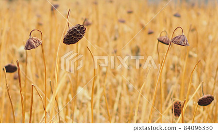 Withered hass field 84096330