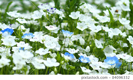 White and blue nemophila 84096332
