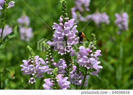 Hanatranoo in full bloom 84096656