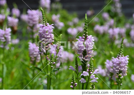 Hanatranoo in full bloom 84096657