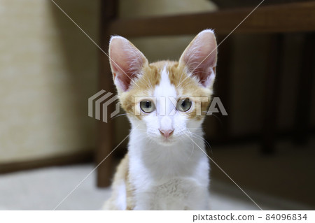 Kitten / Tea Tabby / Small Cat Kitten / Tea Tabby / Small Cat 84096834