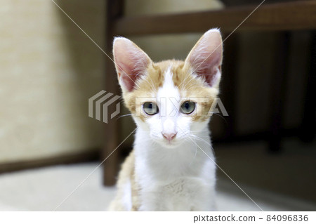 Kitten / Tea Tabby / Small Cat Kitten / Tea Tabby / Small Cat 84096836