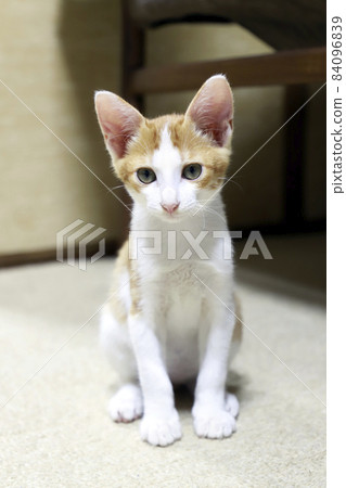 Kitten / Tea Tabby / Small Cat 84096839