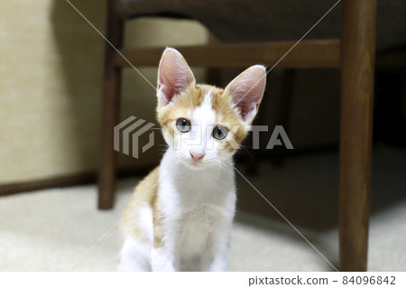 Kitten / Tea Tabby / Small Cat Kitten / Tea Tabby / Small Cat 84096842