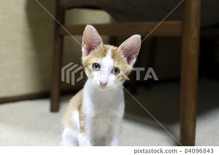 Kitten / Tea Tabby / Small Cat Kitten / Tea Tabby / Small Cat 84096843