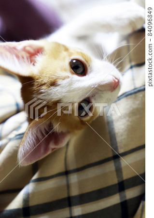 小貓 / 茶斑貓 / 小貓 84096849