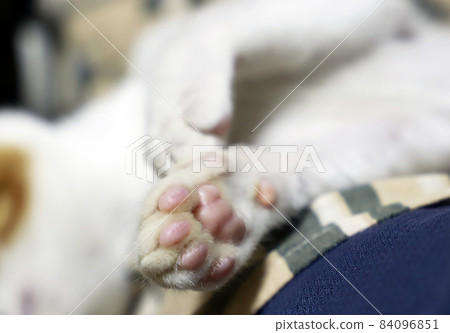 小貓 / 茶斑貓 / 小貓 84096851