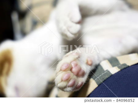 Kitten / Tea Tabby / Small Cat Kitten / Tea Tabby / Small Cat 84096852