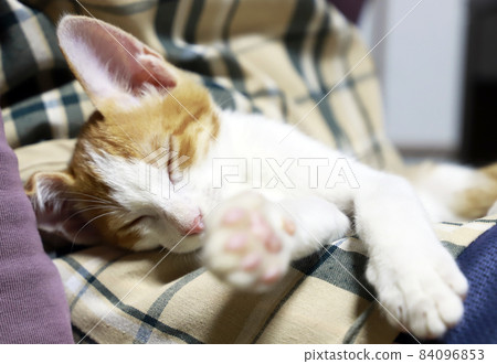 Kitten / Tea Tabby / Small Cat 84096853