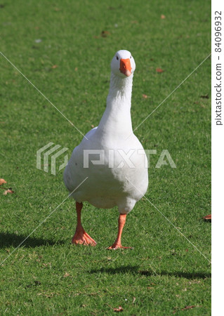 goose goose 84096932