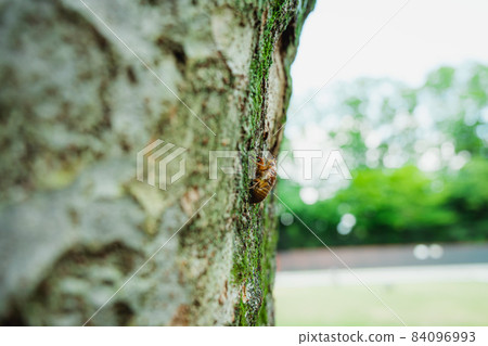 Cicada chrysalis summer 84096993