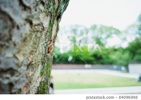 Cicada chrysalis summer Cicada chrysalis summer 84096998