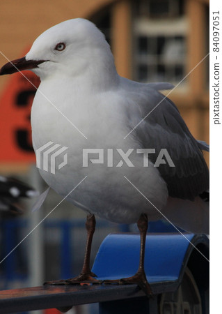 seagull seagull 84097051