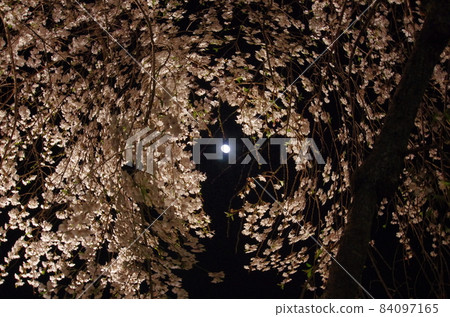 Illuminated weeping cherry tree at Rendaiji Temple Illuminated weeping cherry tree at Rendaiji Temple 84097165