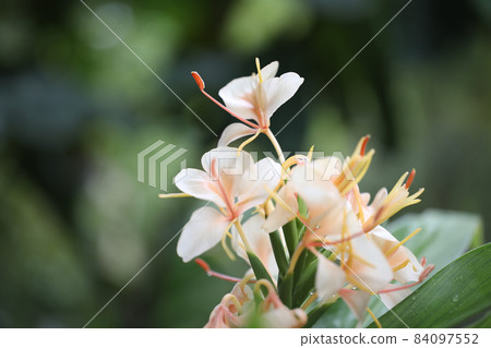Hedychium coronarium var.chrysoleucum flower closeup Hedychium coronarium var.chrysoleucum flower closeup 84097552