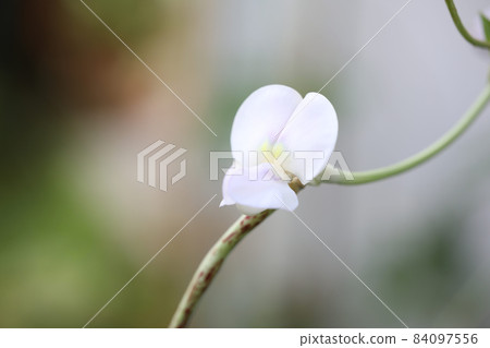 Yardlong bean flower macro closeup Yardlong bean flower macro closeup 84097556