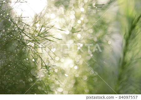 Eupatorium capillifolium Asparagus racemosus Willd leaves with bokeh Eupatorium capillifolium Asparagus racemosus Willd leaves with bokeh 84097557