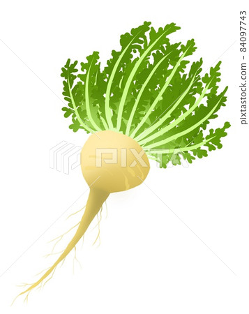 瑪卡植物 84097743