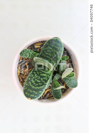 Gasteria gracilis Baker, Gasteria gracilis or Haworthia or cactus Gasteria gracilis Baker, Gasteria gracilis or Haworthia or cactus 84097746