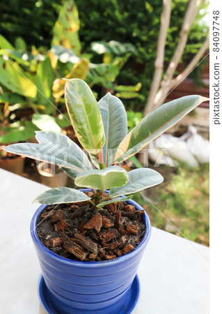 Decora Tree, Indian Rubber Tree or Rubber Plant or Variegated Indian Rubber Decora Tree, Indian Rubber Tree or Rubber Plant or Variegated Indian Rubber 84097748